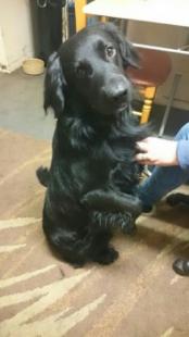 Black Male Spaniel Cross Missing from Gwithian Towans, Hayle, Cornwall, TR27 area, (South West) on Monday, 18th January 2016  Went missing 11am Was sighted 4pm Angarrack, Hayle
