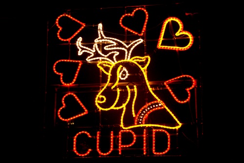 Reindeer Cupid 2013
