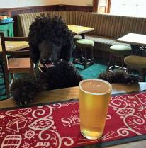 Did you know we're dog friendly? This is one of are regulars at the Inn... #angarrackinn #dogfriendly #cornwall Did you know we're dog friendly? This is one of are regulars at the Inn... #angarrackinn #dogfriendly #cornwall
