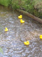 Ducks away! for the first race of 2011 | May 2011