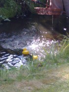 Ducks jostling on the Weir | May 2011